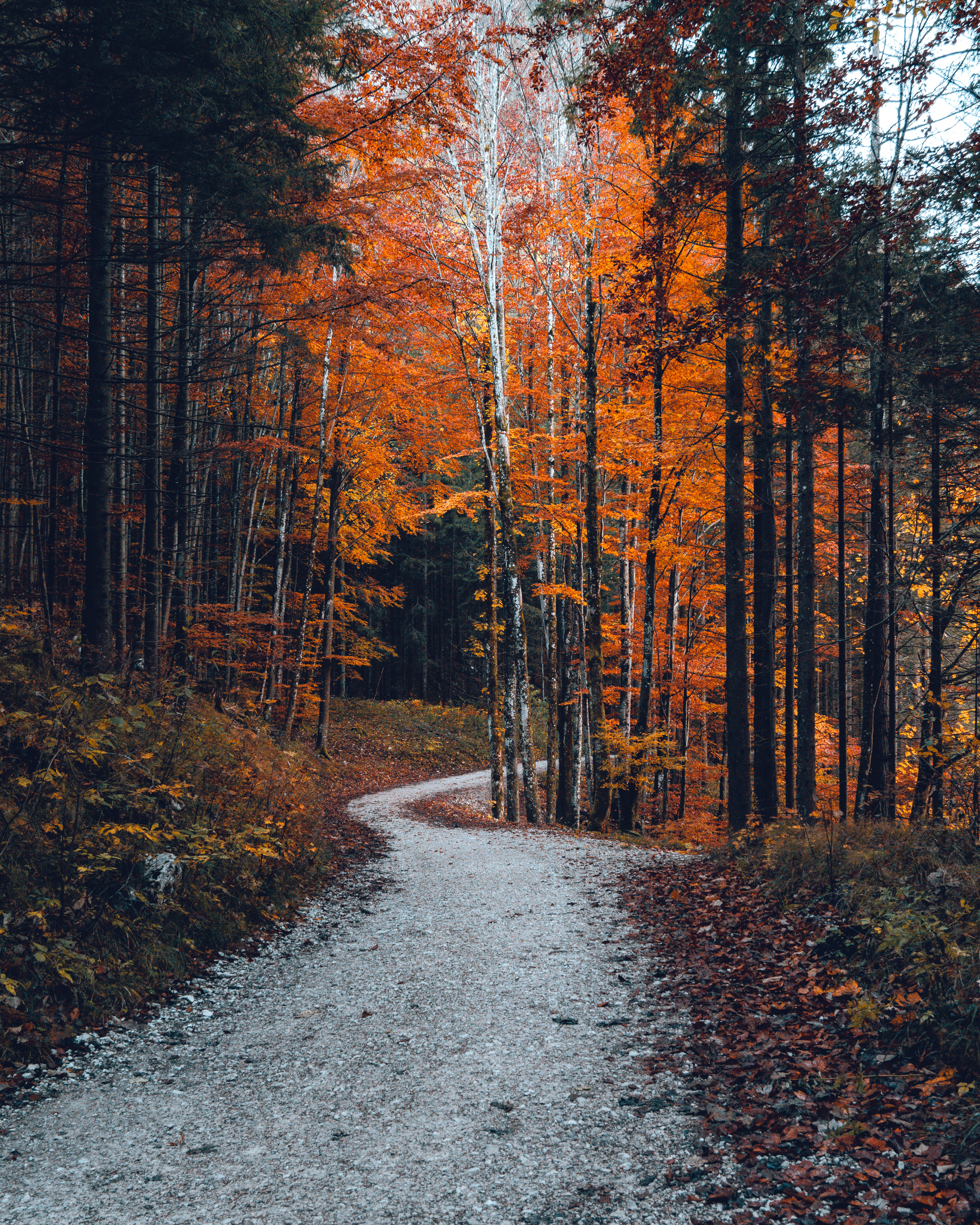 Walk in the forrest